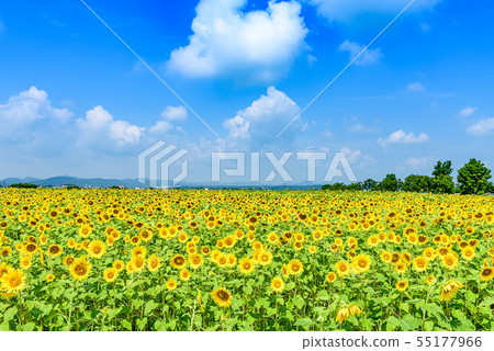 [Hyogo] Sunflower Hill Park 55177966