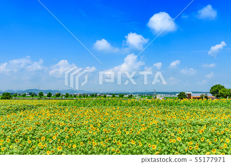 [Hyogo] Sunflower Hill Park 55177971