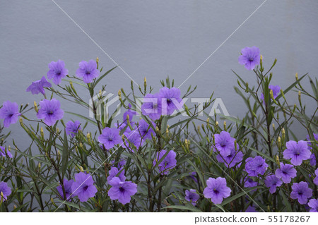 Minnieroot or Popping pod or Cracker plant flower 55178267