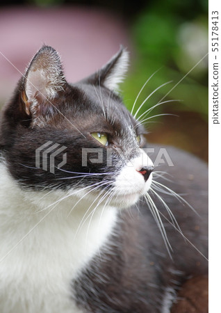 Beautiful cat 55178413