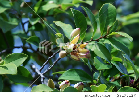 Tang species invitation spicy kalatane Ogatama flower language is "sweet temptation" 55179127