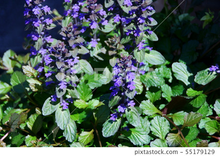 Western Twelve Ajuga Flower語言“強烈聯繫” Western Twelve Ajuga Flower語言“強烈聯繫” 55179129
