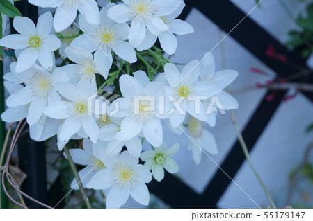 Clematis Kurt Manny Joe 55179147