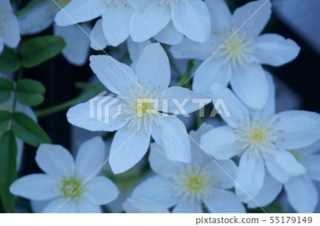 Clematis Kurt Manny Joe Clematis Kurt Manny Joe 55179149