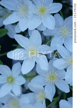 Clematis Kurt Manny Joe Clematis Kurt Manny Joe 55179150
