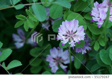 Lotus flower Japanese name is enge Flower language "relieves my suffering" 55179167