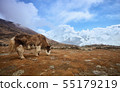 Yak on the way to Everest base camp. Nepal, Himalayas mountains 55179219