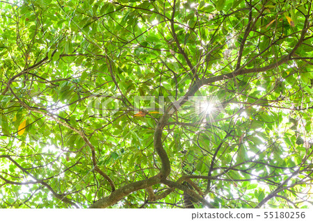 Sunbeams 55180256