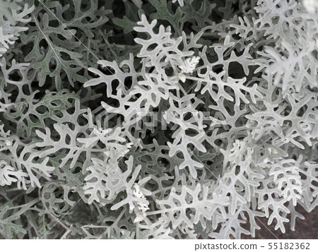 銀葉銀葉 55182362