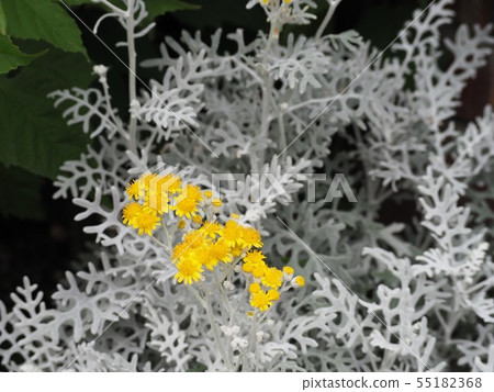 Shirotaegi silver leaf and yellow flowers 55182368