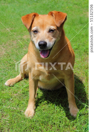 Love dog forever Love dog forever 55182506