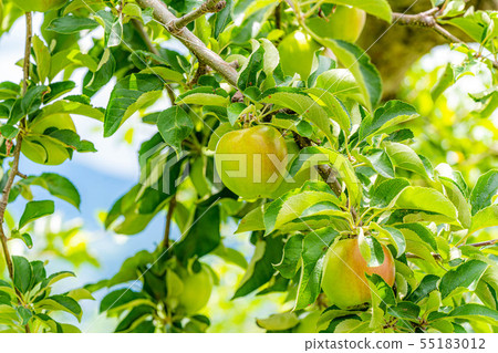 Green apple Material [Nagano Prefecture] 55183012