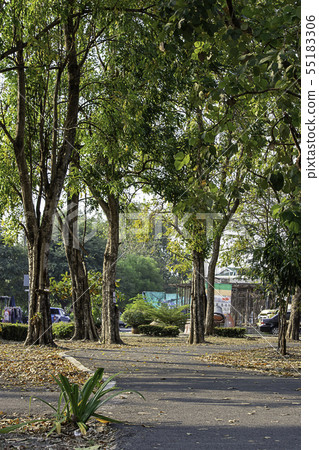 Road for running in the park with lots of trees. 55183306