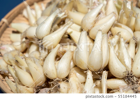 幸運的駱駝集（六月）紮根 55184445