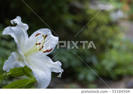 Lily / Casablanca looking up to the left on the left Copy space for blurring on the right Lily / Casablanca looking up to the left on the left Copy space for blurring on the right 55184504