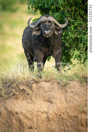 Cape buffalo stands facing camera on cliff 55185732