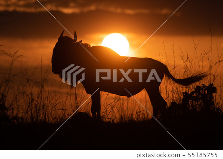 Blue wildebeest silhouetted at sunset flicking 55185755