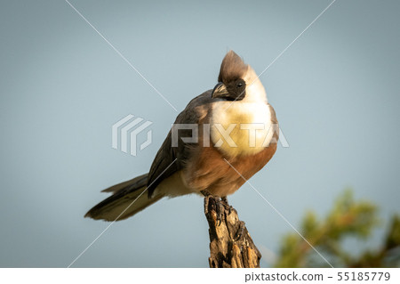 Bare-faced go-away-bird perched on dead tree stump 55185779