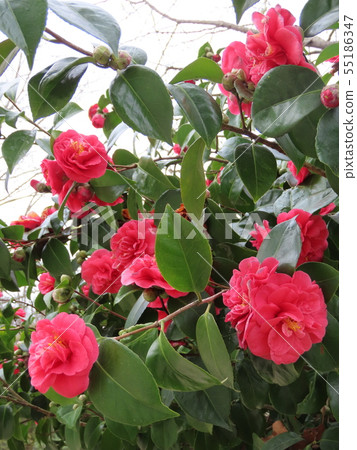 Spain camellia up Santiago de Compostela Spain camellia up Santiago de Compostela 55186347