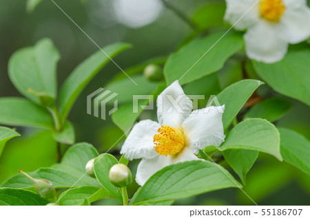 Sara's Flower 55186707