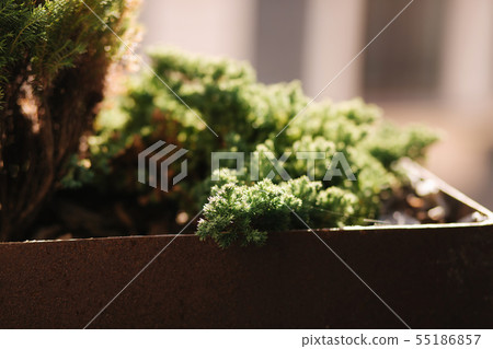 Little green tree in sunset at home by the weindow 55186857
