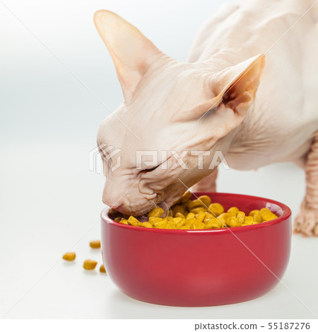 Hungry Hairless cat Don Sphynx breed with pink Hungry Hairless cat Don Sphynx breed with pink 55187276