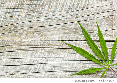 Marijuana cannabis leaf Marijuana cannabis leaf 55187502