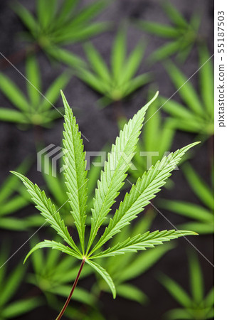 Marijuana cannabis leaves. Marijuana cannabis leaves. 55187503