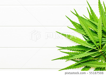 Marijuana cannabis leaves. 55187508