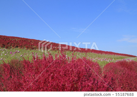 Hitachi Seaside Park Cosmos and Kochia Autumn leaves 55187688