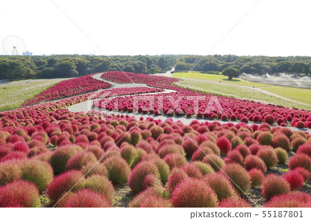 清楚的晴朗的海灘公園Kochia秋葉 清楚的晴朗的海灘公園Kochia秋葉 55187801