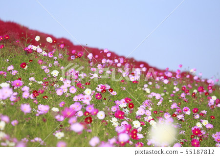 Hitachi Seaside Park Cosmos and Kochia Autumn leaves 55187812