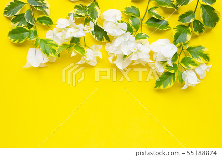 Beautiful white bougainvillea flower Beautiful white bougainvillea flower 55188874