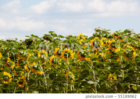 Sunflower field and blue sky. Summer 55189062