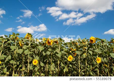 Sunflower field and blue sky. Summer 55189079