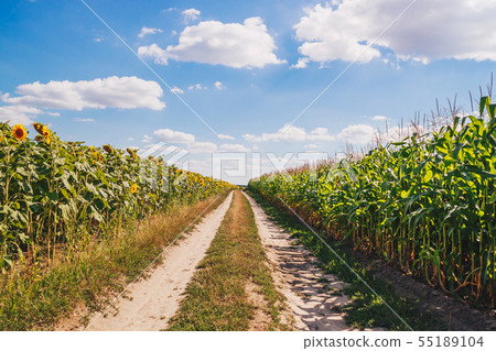 Sunflower field and blue sky. Summer 55189104