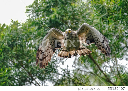 Kammuriwashi 55189407