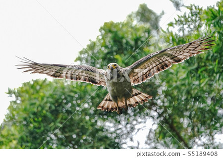 Kammuriwashi 55189408