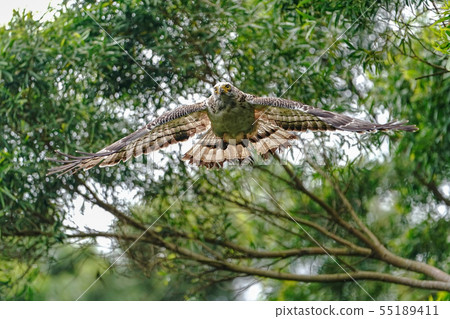 Kammuriwashi 55189411