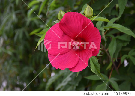 Titan Bicalus Titan Bicalus 55189973