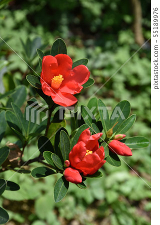 Azalea camellia Azalea camellia 55189976