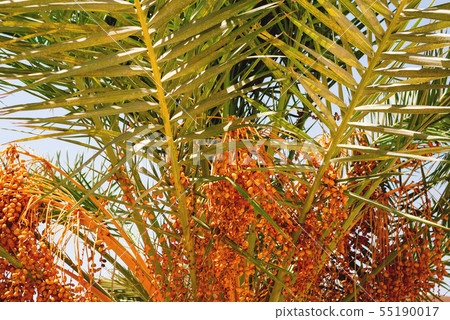 Fruits of the date palm hanging among the leaves. Fruits of the date palm hanging among the leaves. 55190017