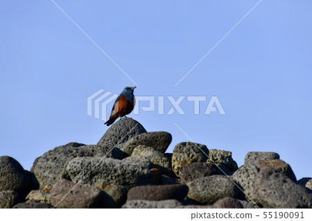 Isabel，Ishidam，Udo，濟州島，濟州島 55190091