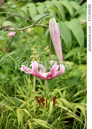 塔基尤里 55190096