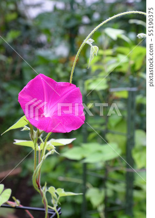 Morning glory 610 Morning glory 610 55190375