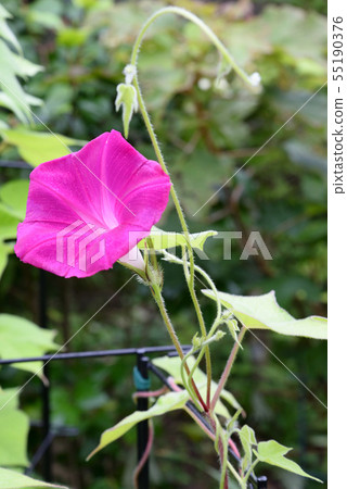 牽牛花611 牽牛花611 55190376