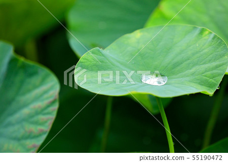 Lotus leaf and bud 55190472