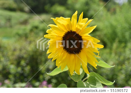 向日葵 向日葵 55190572