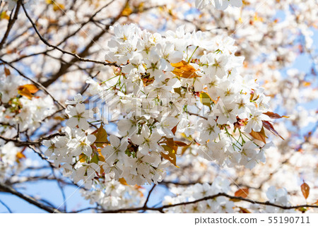 Yamazakura 126 Yamazakura 126 55190711