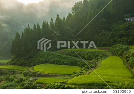 Morning of terraced rice fields in the mountains Morning of terraced rice fields in the mountains 55190900